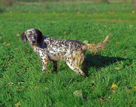 English Setter Dog standing on Grass