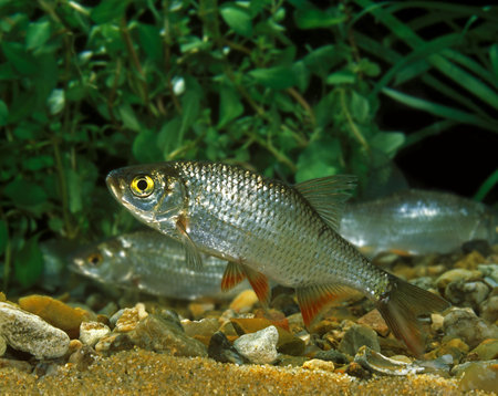 Roach, rutilus rutilus, Adult