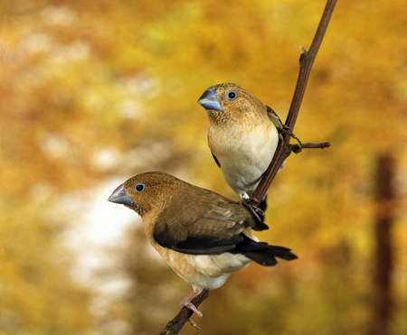 AFRICAN SILVERBILL lonchura cantans, PAIR STANDING ON BRANCH