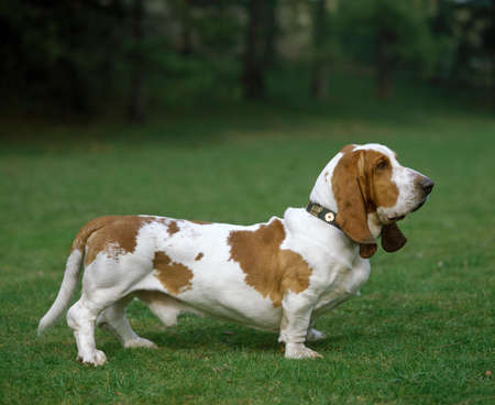 Basset Hound Dogの写真素材