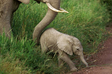 African Elephant, loxodonta africana, Mother with Calf, Kenyaの写真素材