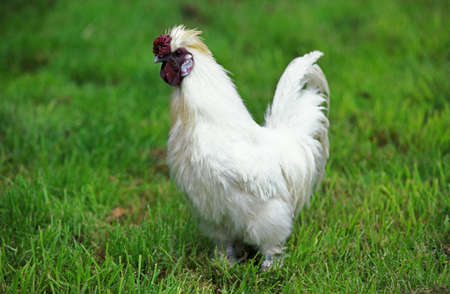 Domestic Chicken called Negre Soie, Cockerel standing on Grassの写真素材
