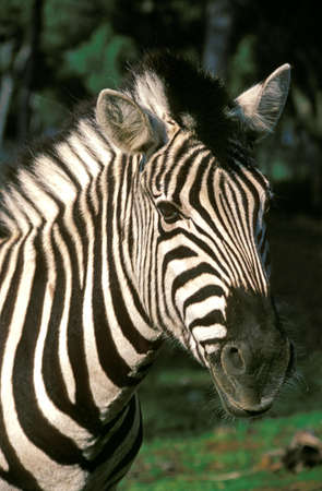 BURCHELL'S ZEBRA equus burchelli, PORTRAIT OF ADULT