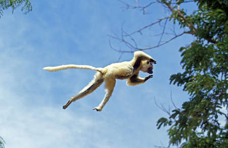VERREAUX'S SIFAKA propithecus verreauxi, ADULT LEAPING FROM TREE, BERENTY RESERVE, MADAGASCAR