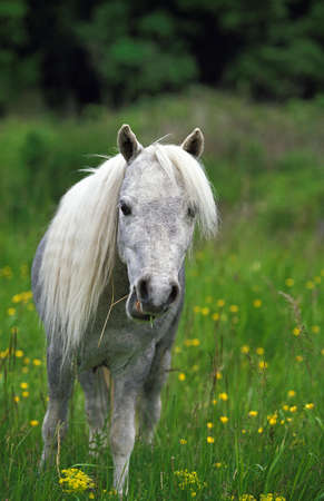 American Miniature Horse, Adultの写真素材