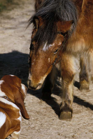 Shetland Pony with Basset Hound