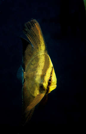 Orbiculate Batfish, platax orbicularis, Adultの写真素材
