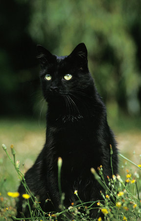 BLACK DOMESTIC CAT, ADULT SITTING ON GRASSの写真素材