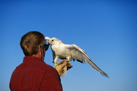 GYRFALCON falco rusticolus, FALCONER WORKING WITH HIS BIRD, CANADA