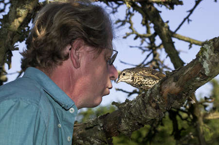 Song Thrush, turdus philomelos, Man Feeding Bird, Feeding Learning in Order to Reintroduce Bird to...