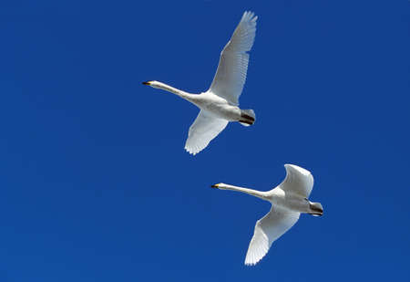 WHOOPER SWAN cygnus cygnus, ADULTS IN FLIGHT, HOKKAIDO ISLAND IN JAPAN