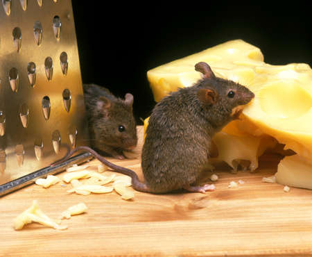 House Mouse, mus musculus, Adult Eating Emmental Cheeseの写真素材