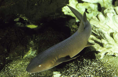 Nurse Shark, ginglymostoma cirratum, Adult