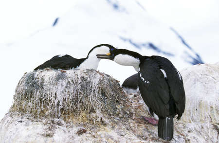IMPERIAL CORMORANT OR KING CORMORANT phalacrocorax atriceps albiventer, PAIR NEAR NEST, ANTARCTICAの写真素材