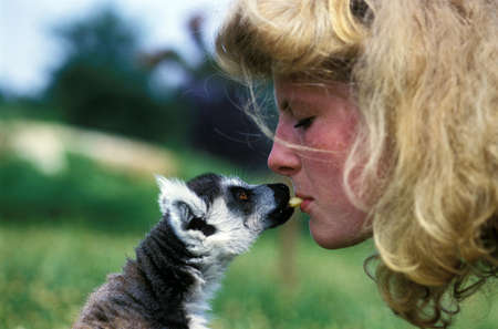 WOMAN FEEDING A RING TAILED LEMUR lemur catta