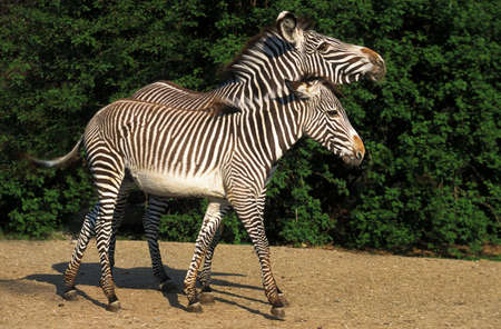 Grevy's Zebra, equus grevyi, Female with Foal