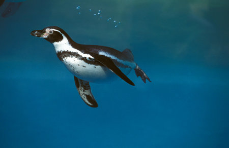 Humboldt Penguin, spheniscus humboldti swimmingの写真素材