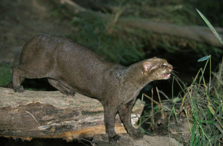Jaguarundi, herpailurus yaguarondi, Adultの写真素材