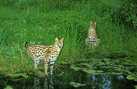 Serval, leptailurus serval, Pair standing near Water Hole