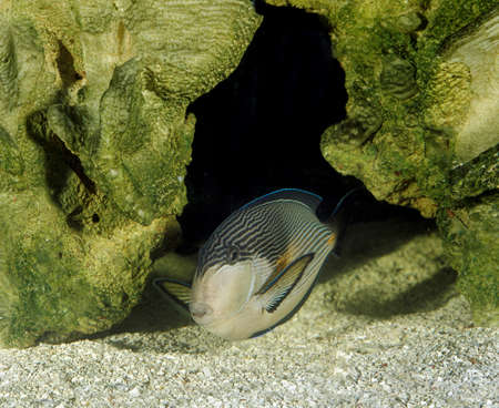 Sohal Tang or Sohal Surgeonfish, acanthurus sohal, Adult