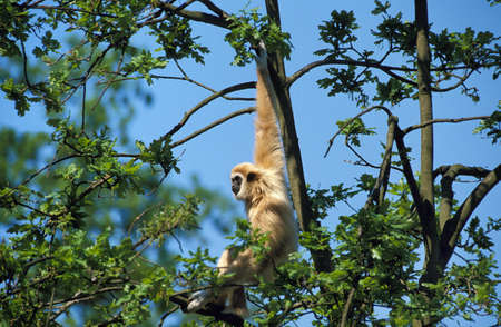 White-Handed Gibbon, hylobates lar, Adult standing in Tree