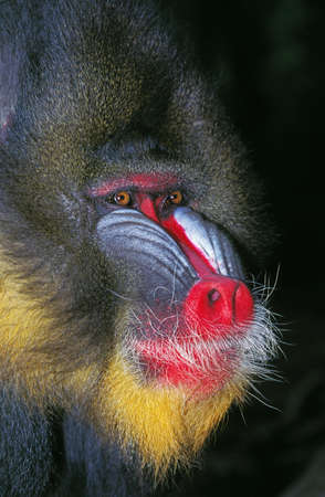 Mandrill, mandrillus sphinx, Portrait of Male