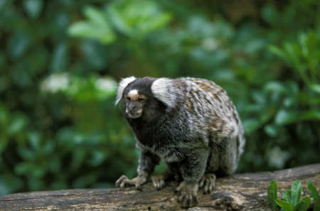 Common Marmoset, callithrix jacchus, Adult standing on Branchの写真素材