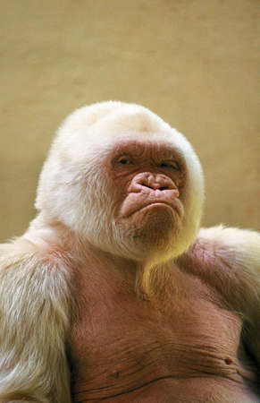 White Gorilla, gorilla gorilla, Male called Snowflake or Copito de Nieve, Barcelona Zooの写真素材