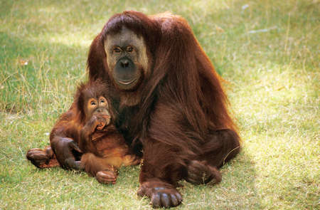 ORANG UTAN pongo pygmaeusの写真素材