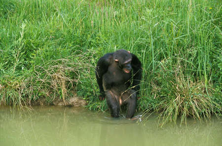 Chimpanzee, pan troglodytes, Female entering Waterの写真素材