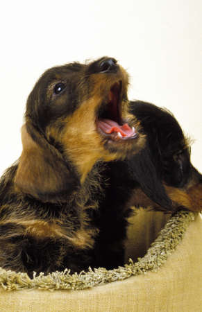 Wire-Haired Dachshund, Pup standing in Basket, Yappingの写真素材