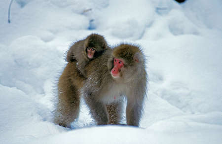Japanese Macaque, macaca fuscata, Female carrying Young on its Back, Hokkaido Island in Japanの写真素材