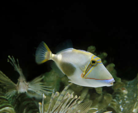 Blackbelly Triggerfish, rhinecanthus verrucosusの写真素材