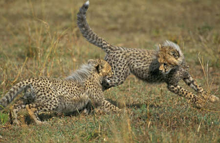 Cheetah, acinonyx jubatus, Cub playing, Masai Mara Park in Kenyaの写真素材