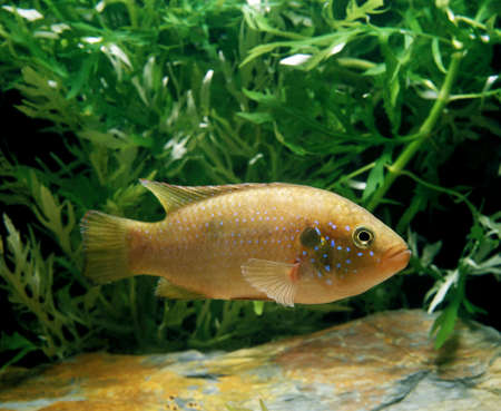 Red Jewel, hemichromis bimaculatus