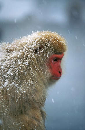 JAPANESE MACAQUE macaca fuscata, ADULT WITH SNOW, HOKKAIDO ISLAND IN JAPANの写真素材
