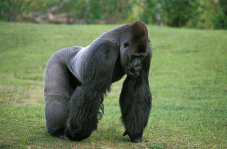 Eastern Lowland Gorilla, gorilla gorilla graueri, Silverback Male