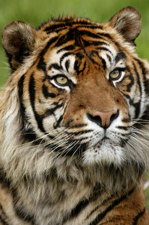 Sumatran Tiger, panthera tigris sumatrae, Portrait of Adult