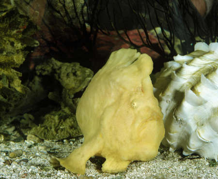 Giant Frogfish, antennarius commersonii