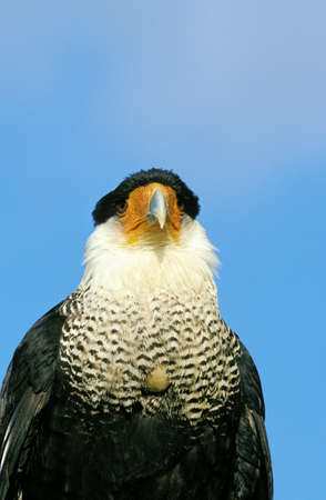Crested Caracara, polyborus plancus, Portrait of Adult, Pantanal in Brazilの写真素材