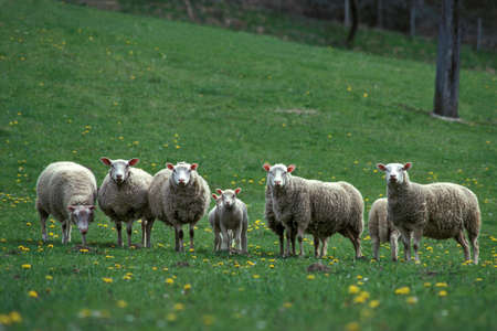 Berrichon Domestic Sheep, a French Breed from Berry, Herd with Ewes and Lambs