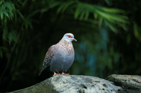 African Olive Pigeon, columba arquatrix, Adult standing on Rock, Kenya