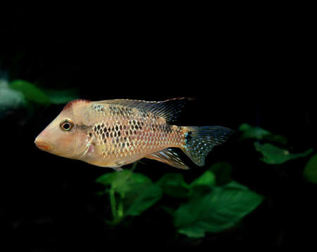 EMERALD CATFISH brochis splendens, ADULTの写真素材