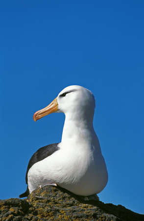 Black-Browed Albatross, diomedea melanophris, Drake Passage in Antarcticaの写真素材
