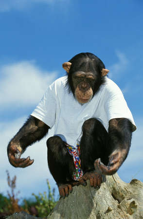 CHIMPANZEE pan troglodytes, ADULT DRESSED UP TO BE FILMEDの写真素材