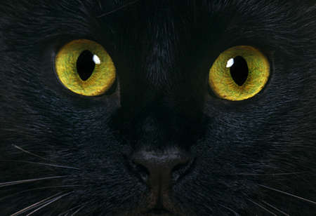 Black Domestic Cat, Close up of Eyesの写真素材