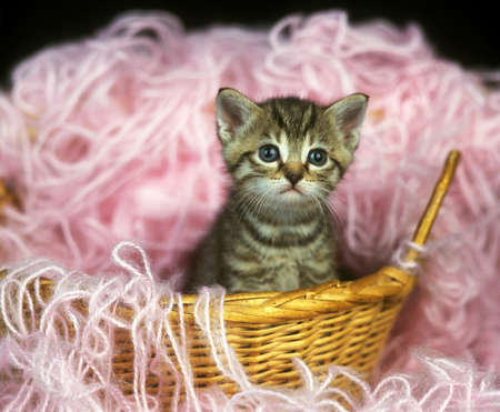 European Brown Tabby Domestic Cat, Kitten standing on Whoolの写真素材