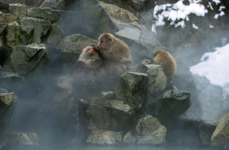 JAPANESE MACAQUE macaca fuscata, GROUP STANDING IN HOT SPRING WATER, HOKKAIDO ISLAND IN JAPANの写真素材