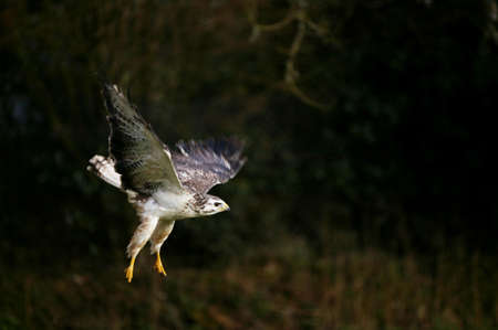 Common Buzzard, buteo buteo, Adult in Flight, Normandy