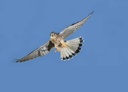 European Sparrowhawk, accipiter nisus, Adult in Flight against Blue Sky, Normandyの写真素材